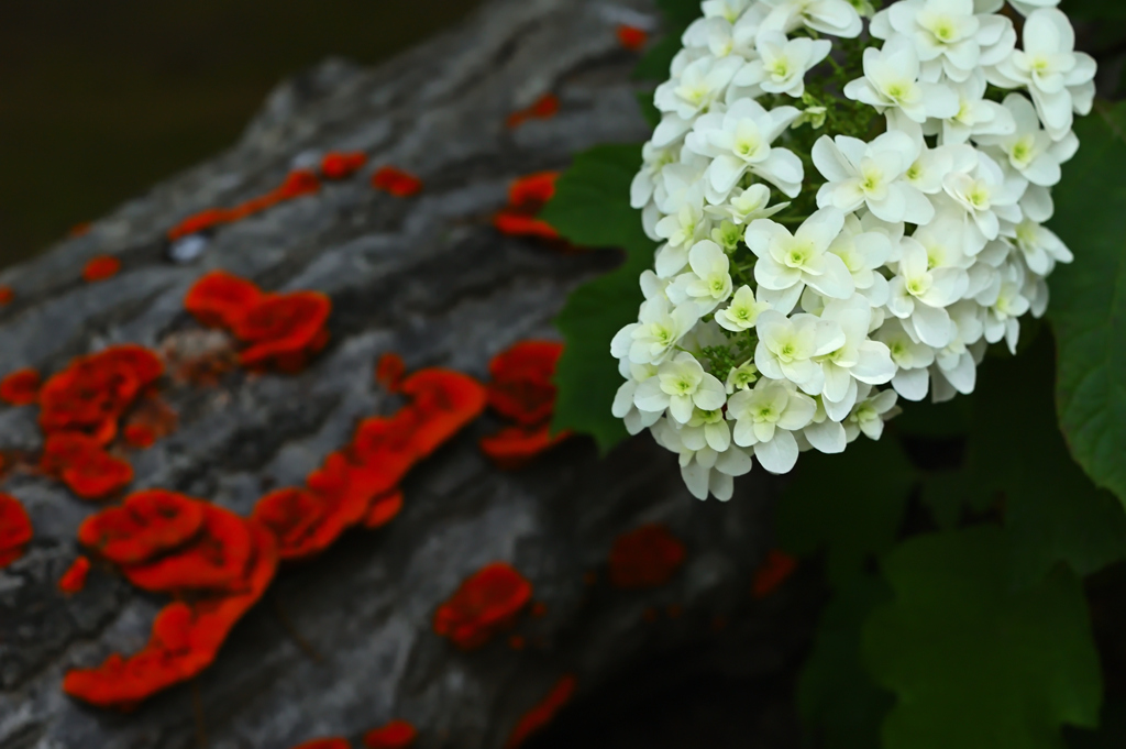 しろとあかいろ