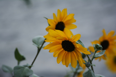 ひまわりの深遠