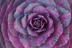 「うっとりキャベツ」