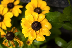 濡れて光る花びら