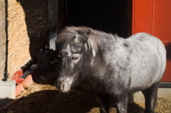 灯りの中のあかりちゃん