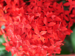 むせかえるほど香る