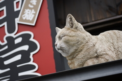 ネムルネコ