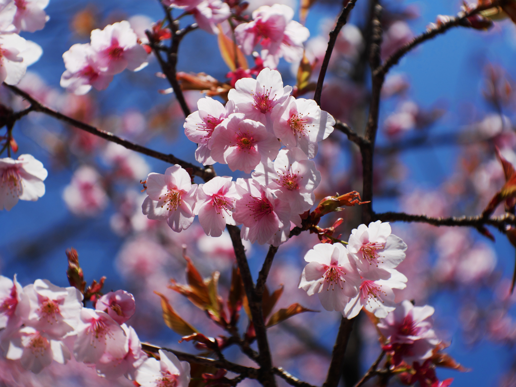 桜咲く