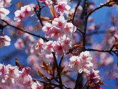 桜咲く