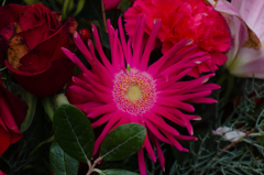 イソギンチャク