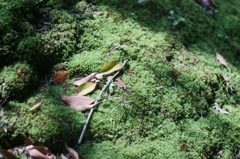 緑の絨毯