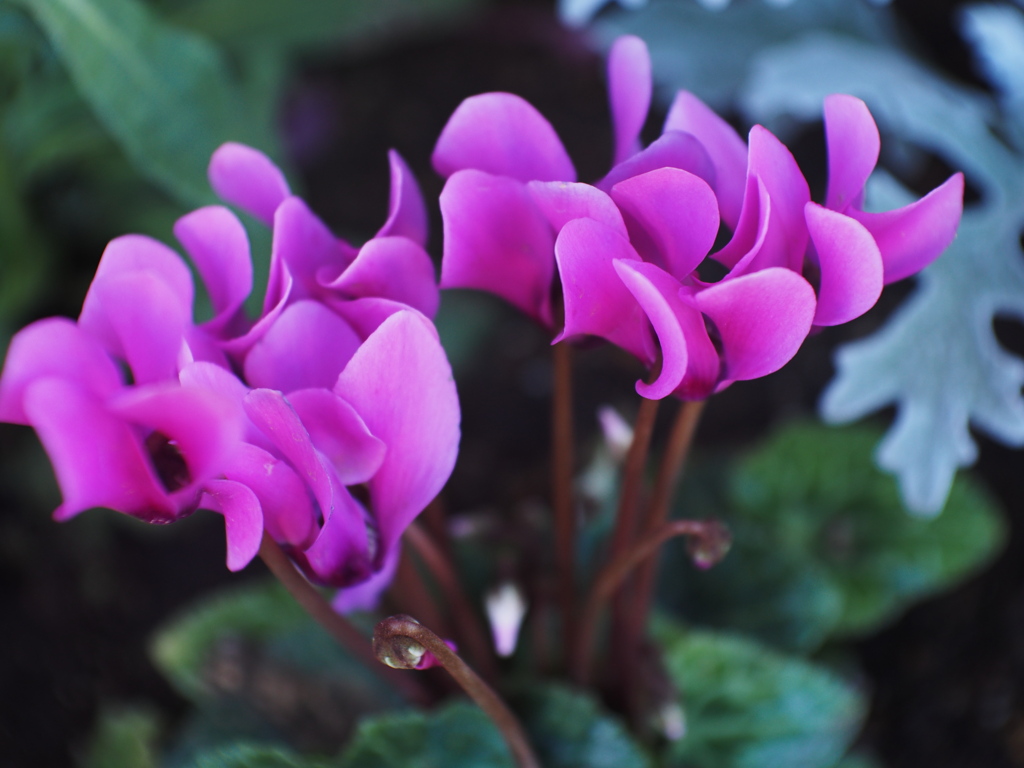 季節の花