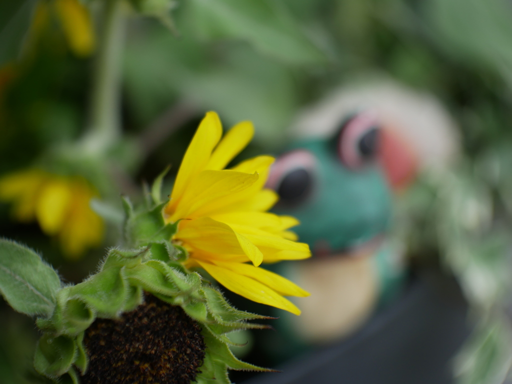 梅雨明けを待つ