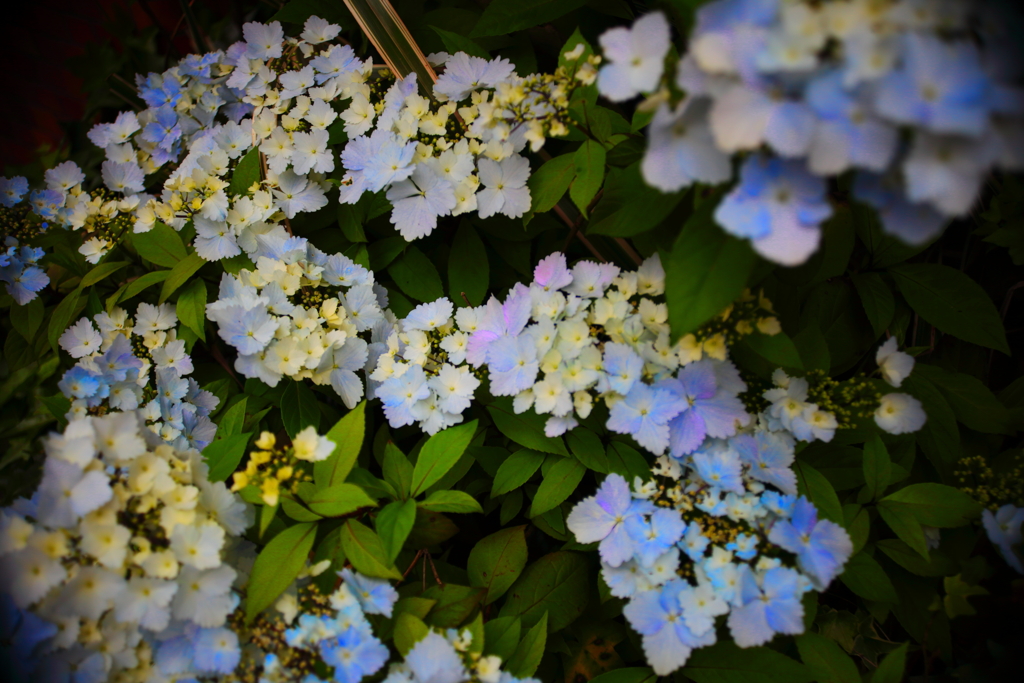 梅雨の先取り？