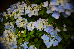 梅雨の先取り？