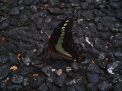 アスファルトに咲く