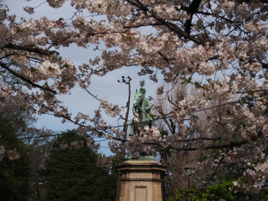 凱旋桜