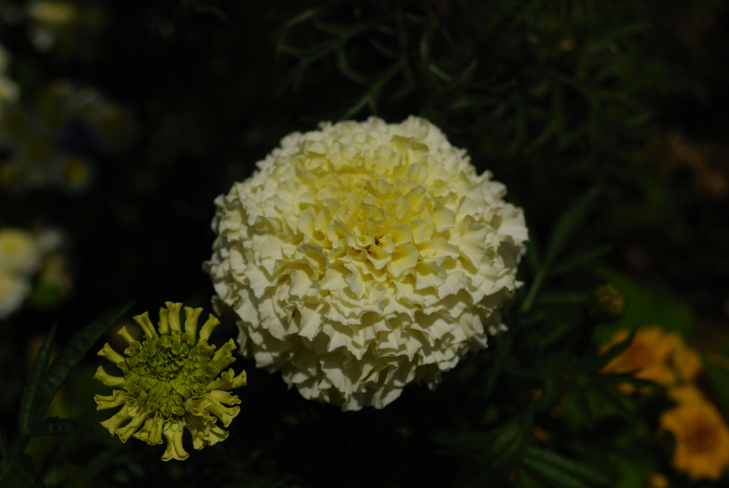 灯りをつけましょ