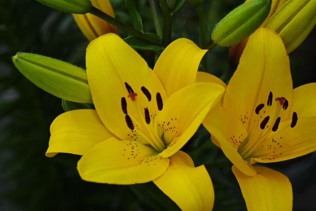 マスカット・イエロー