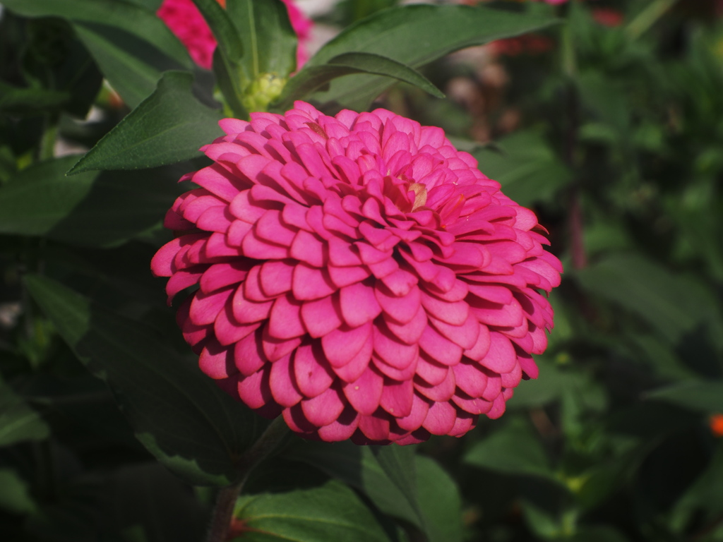 花びらカッター