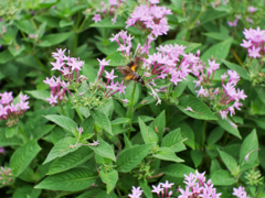 疾風の羽ばたき