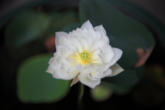 白水
