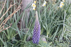 小さな森