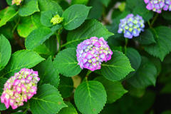 グラデーション