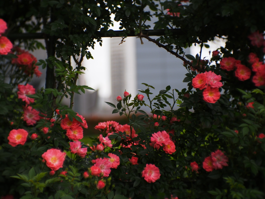 花のフレームと東京