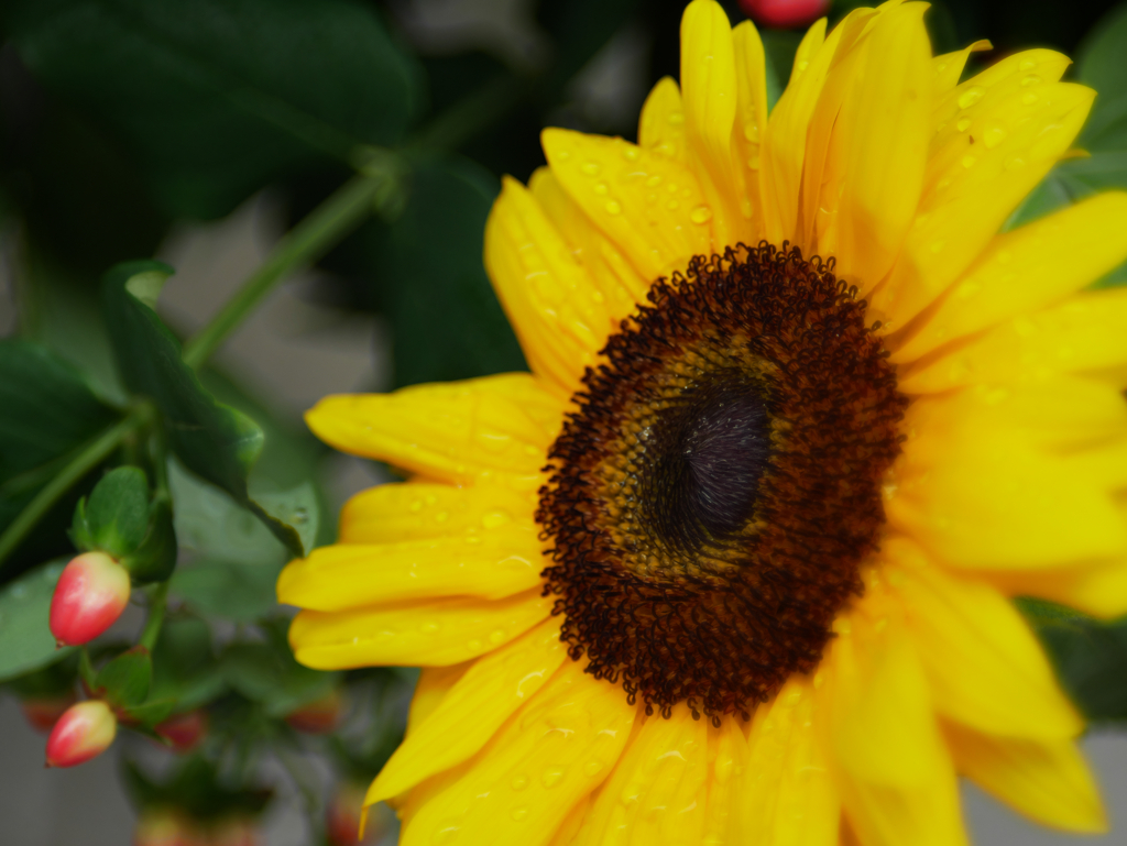 ソフトイエロー