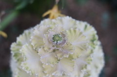 芽