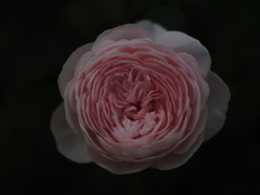 クイーンズ　オブ　スウェーデン