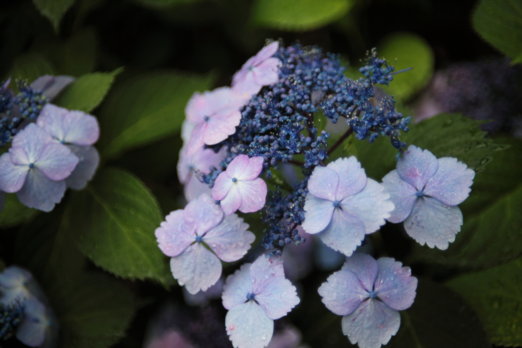 雨の花