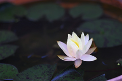 諸行無常の響きあり