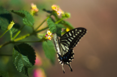 優雅に見えて、努力してますから。