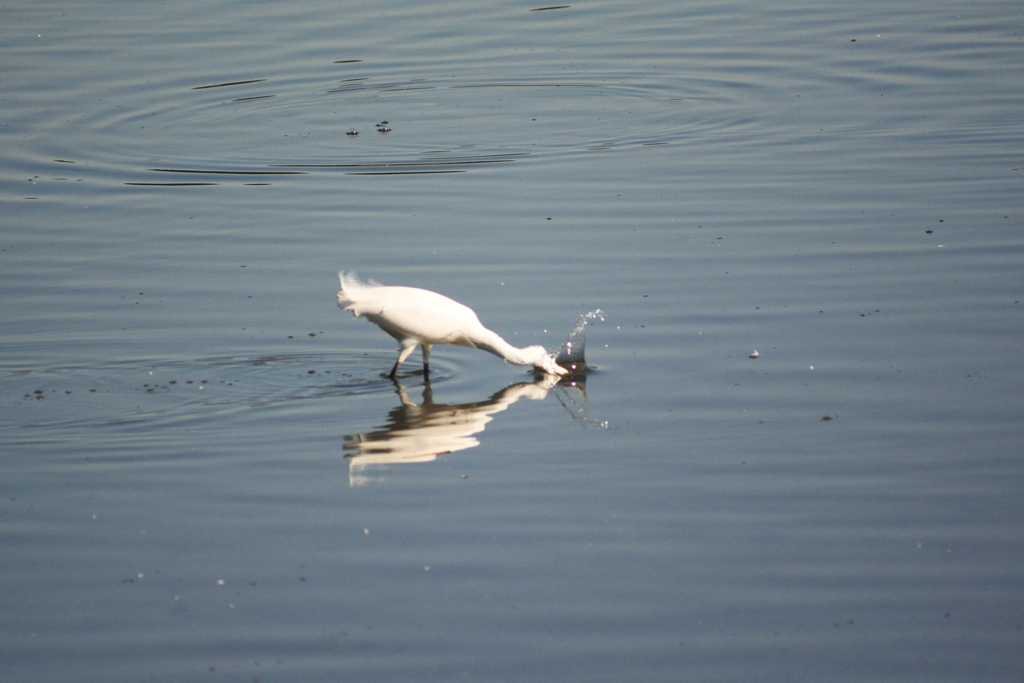 「バシャ！！」