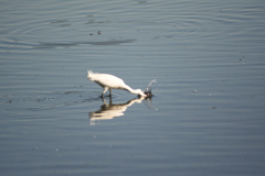 「バシャ！！」