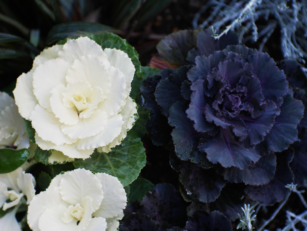 二輪は、〇リキュアー