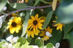 「暑いので、日陰に避難してます」