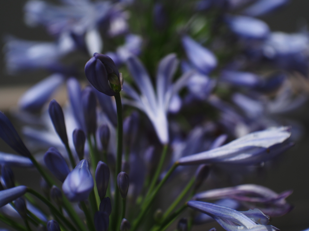 メタリックブルー