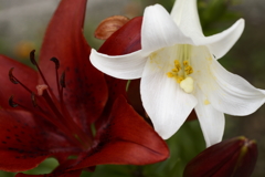 ”S"　VS　”ν”