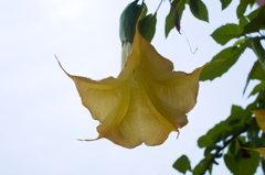 天からのラッパ