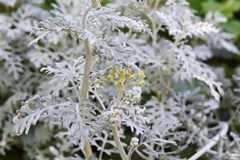 ホワイト　ツリー