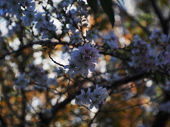冬桜