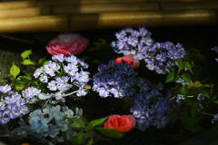 水の花