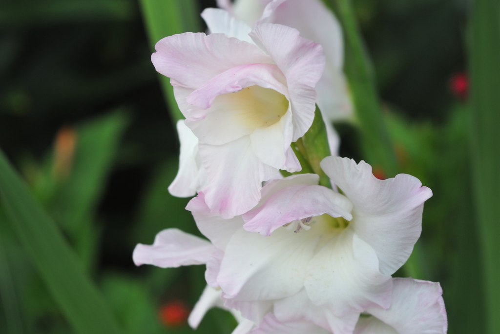 鈴花