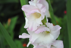 鈴花
