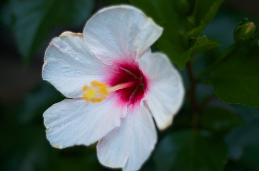 純白にルージュの伝言