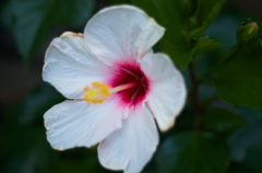 純白にルージュの伝言