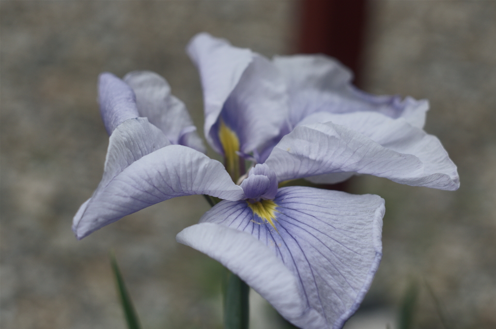 銀の花