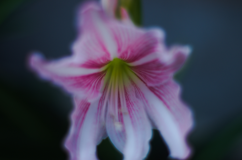 集中線！（天然）