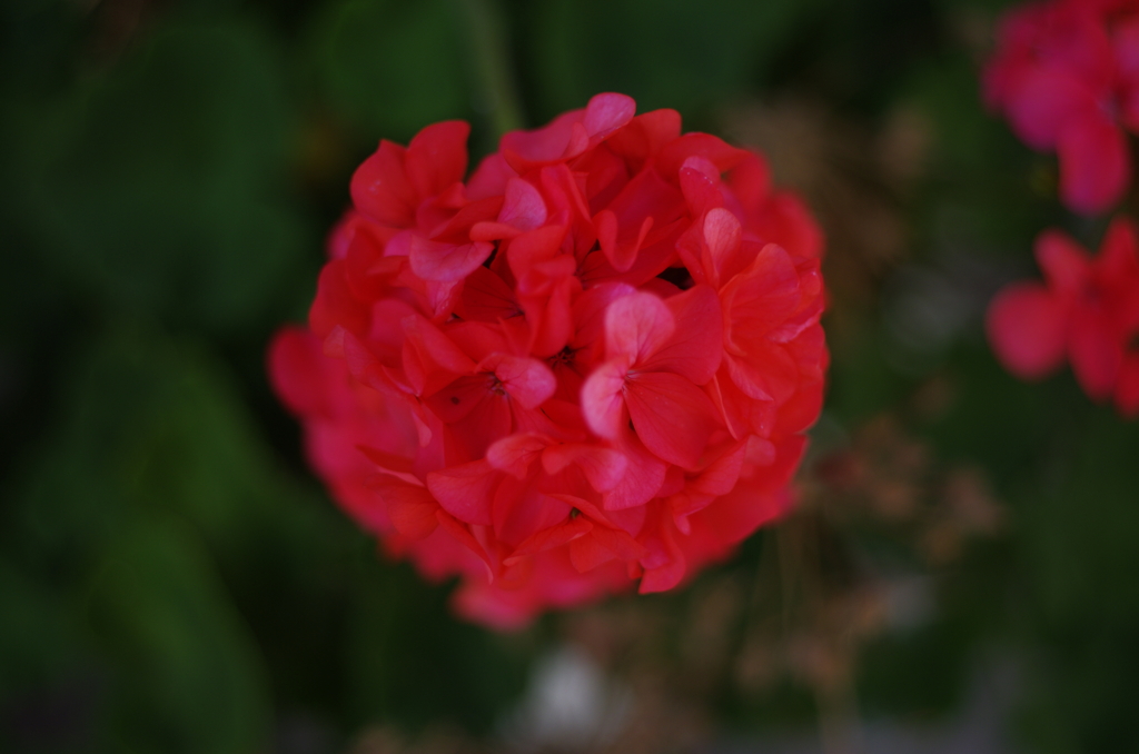 赤い実はじけた