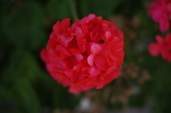 赤い実はじけた