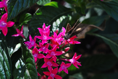 チューチューストロー